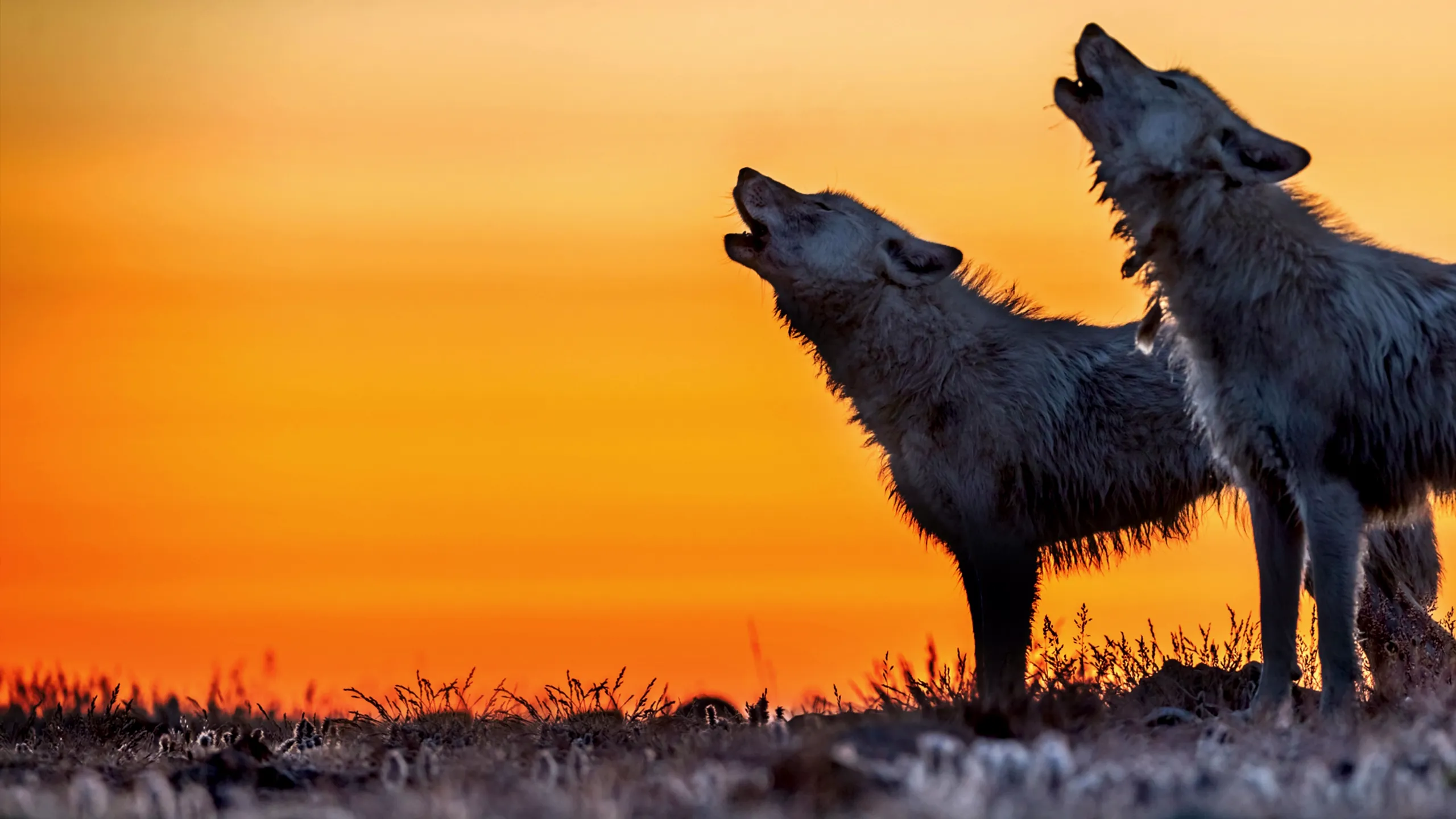 Kingdom of the White Wolf