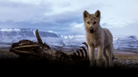 Le royaume du loup blanc