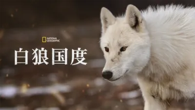 白狼国度
