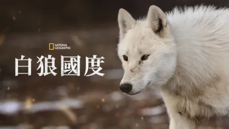 thumbnail - 白狼國度