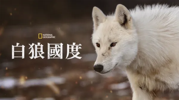 thumbnail - 白狼國度