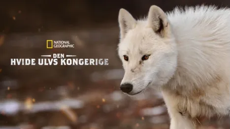 thumbnail - Den hvide ulvs kongerige