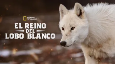 El reino del lobo blanco