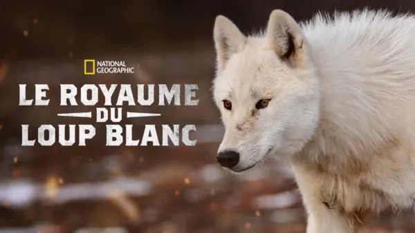 thumbnail - Le royaume du loup blanc