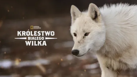 thumbnail - Królestwo białego wilka