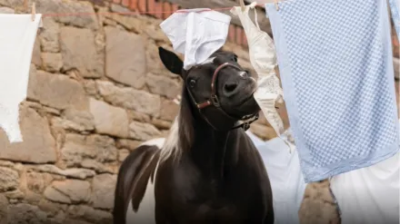 Ostwind - Aris Ankunft