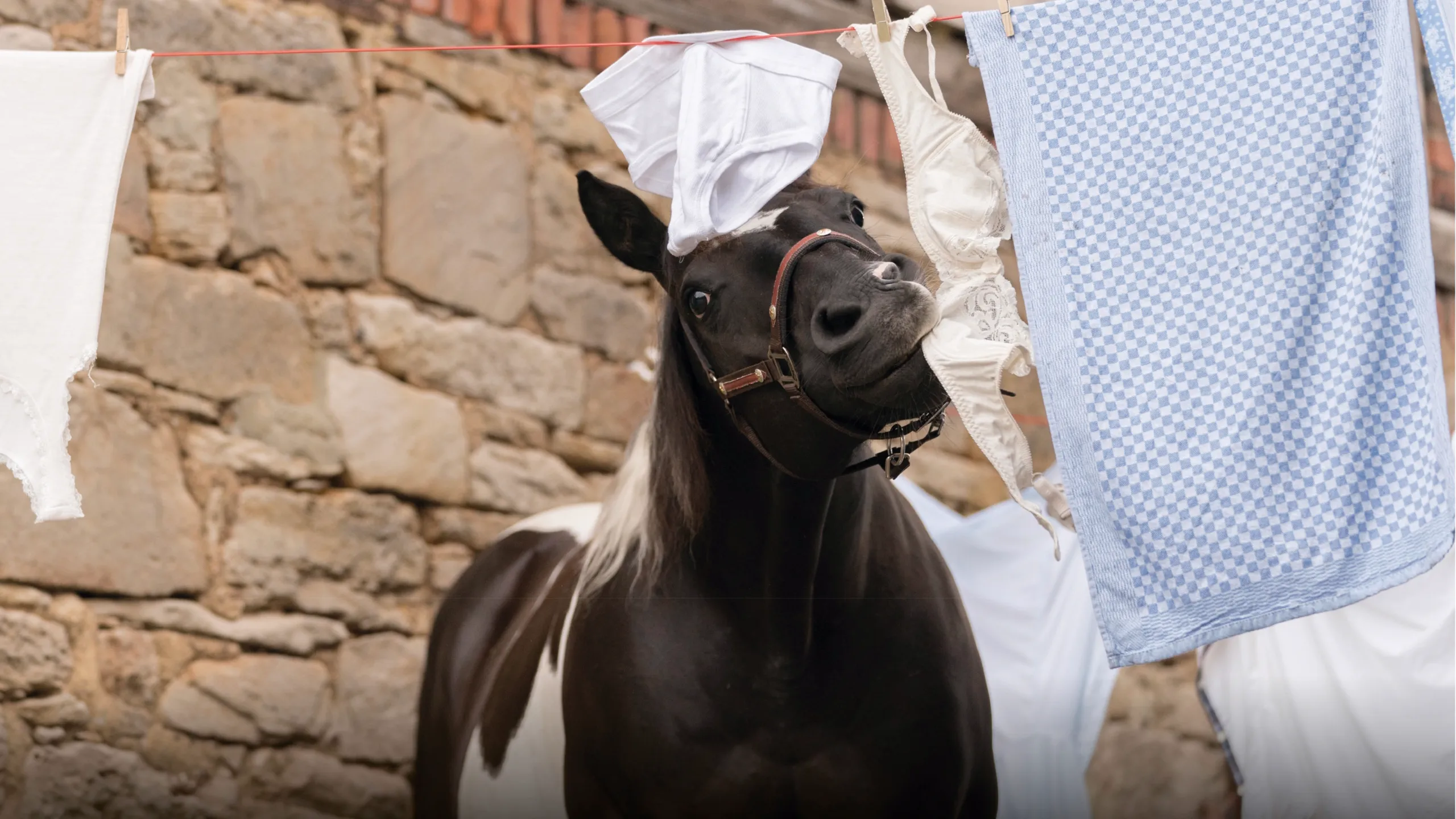 Ostwind - Aris Ankunft