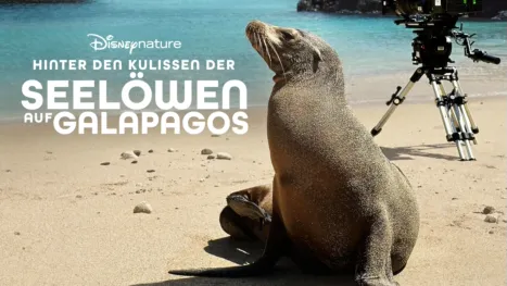 thumbnail - Hinter den Kulissen der Seelöwen auf Galapagos