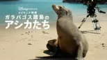 thumbnail - メイキング映像 ～ガラパゴス諸島のアシカたち～