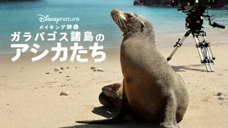 thumbnail - メイキング映像 ～ガラパゴス諸島のアシカたち～