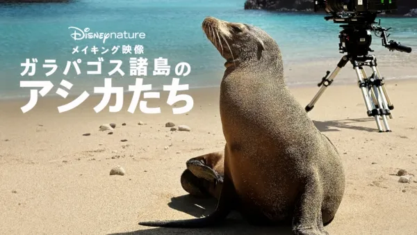 thumbnail - メイキング映像 ～ガラパゴス諸島のアシカたち～