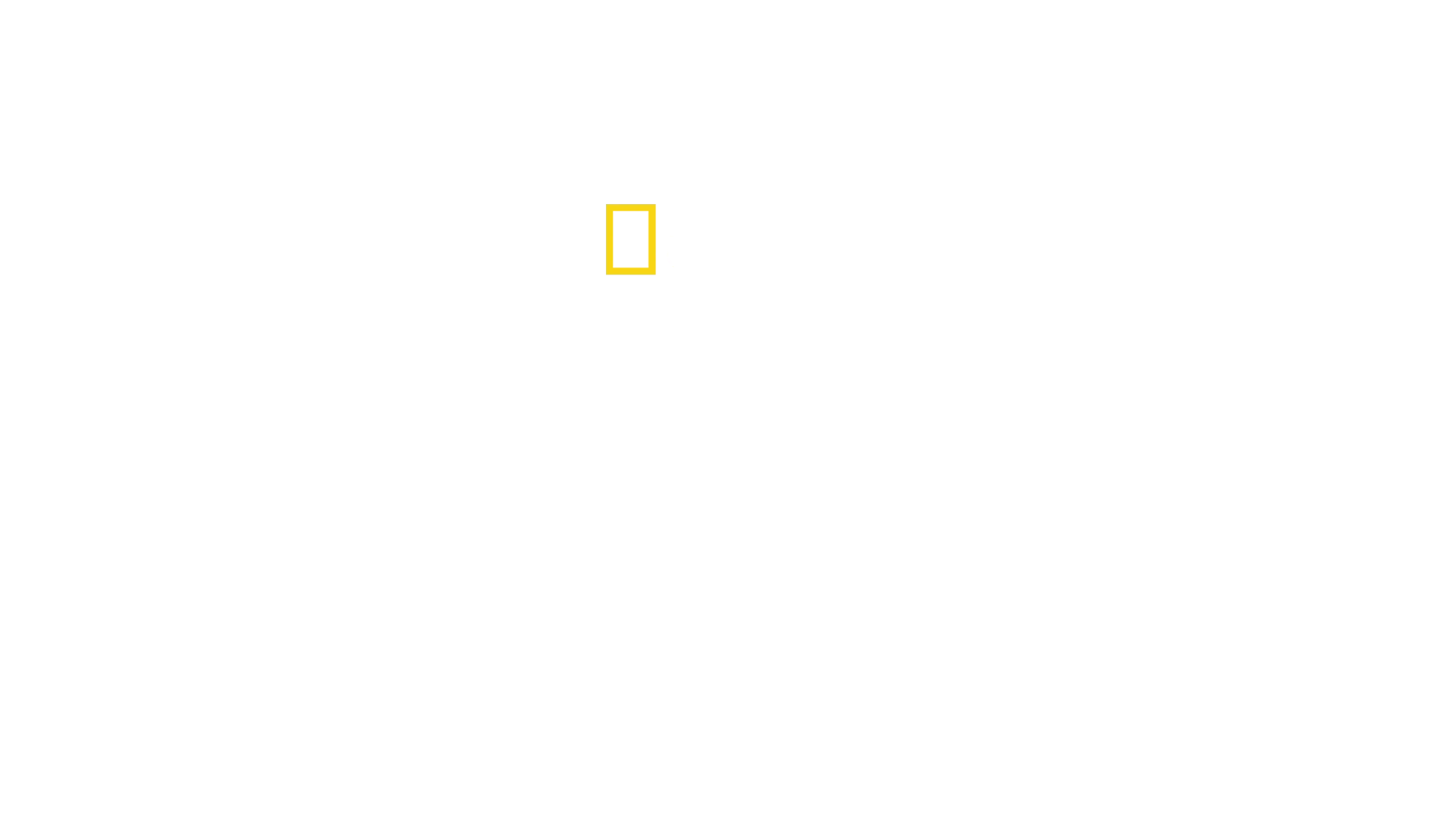 Die geheimnisvolle Welt der Pinguine