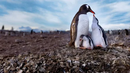 Secrets of the Penguins