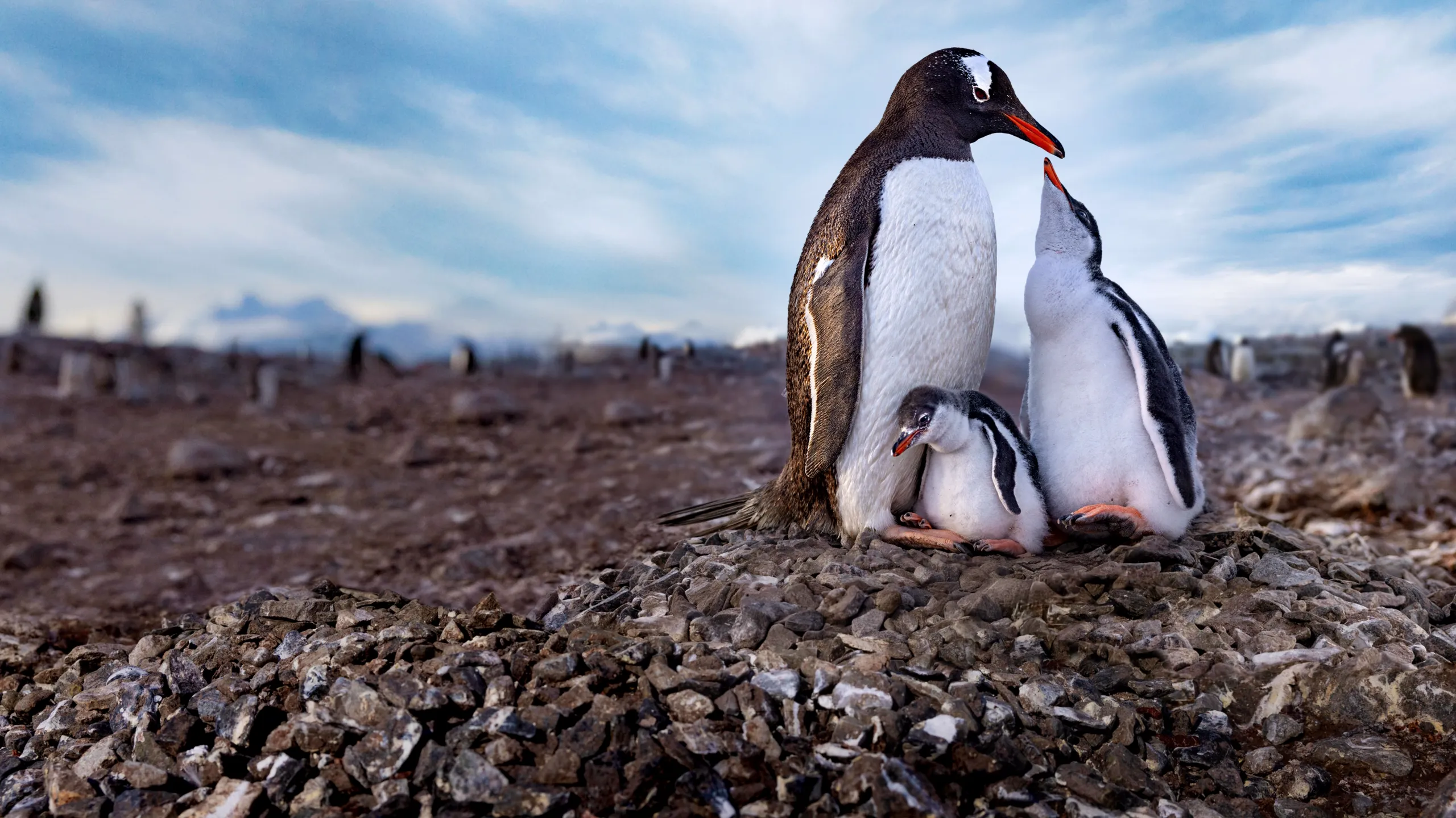 Secrets of the Penguins