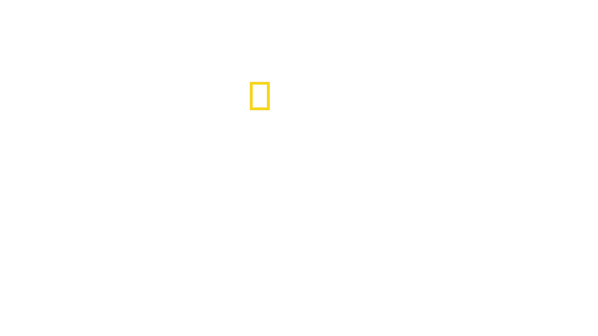 Secretos de los Pingüinos