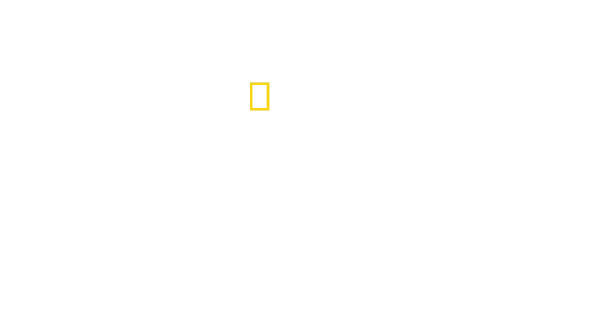 Los secretos de los pingüinos