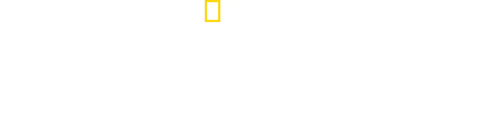 Les secrets des manchots