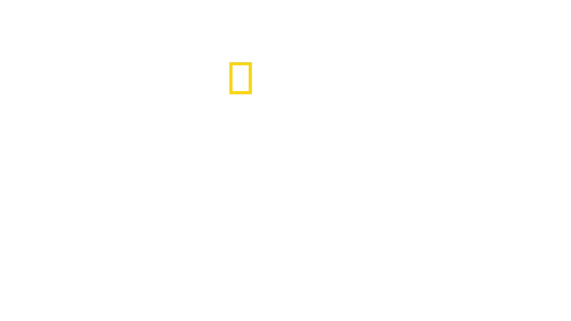 I segreti dei pinguini
