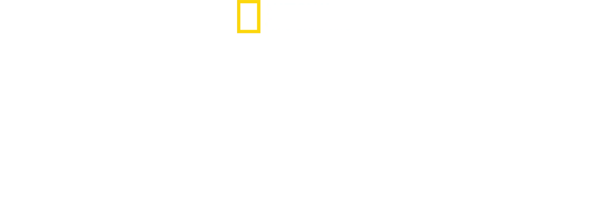 I segreti dei pinguini