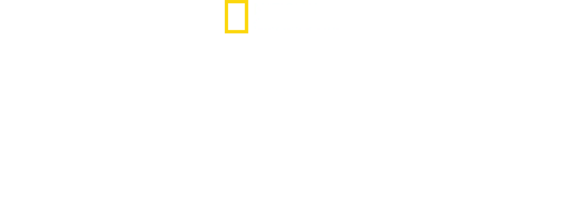 Segredos dos Pinguins