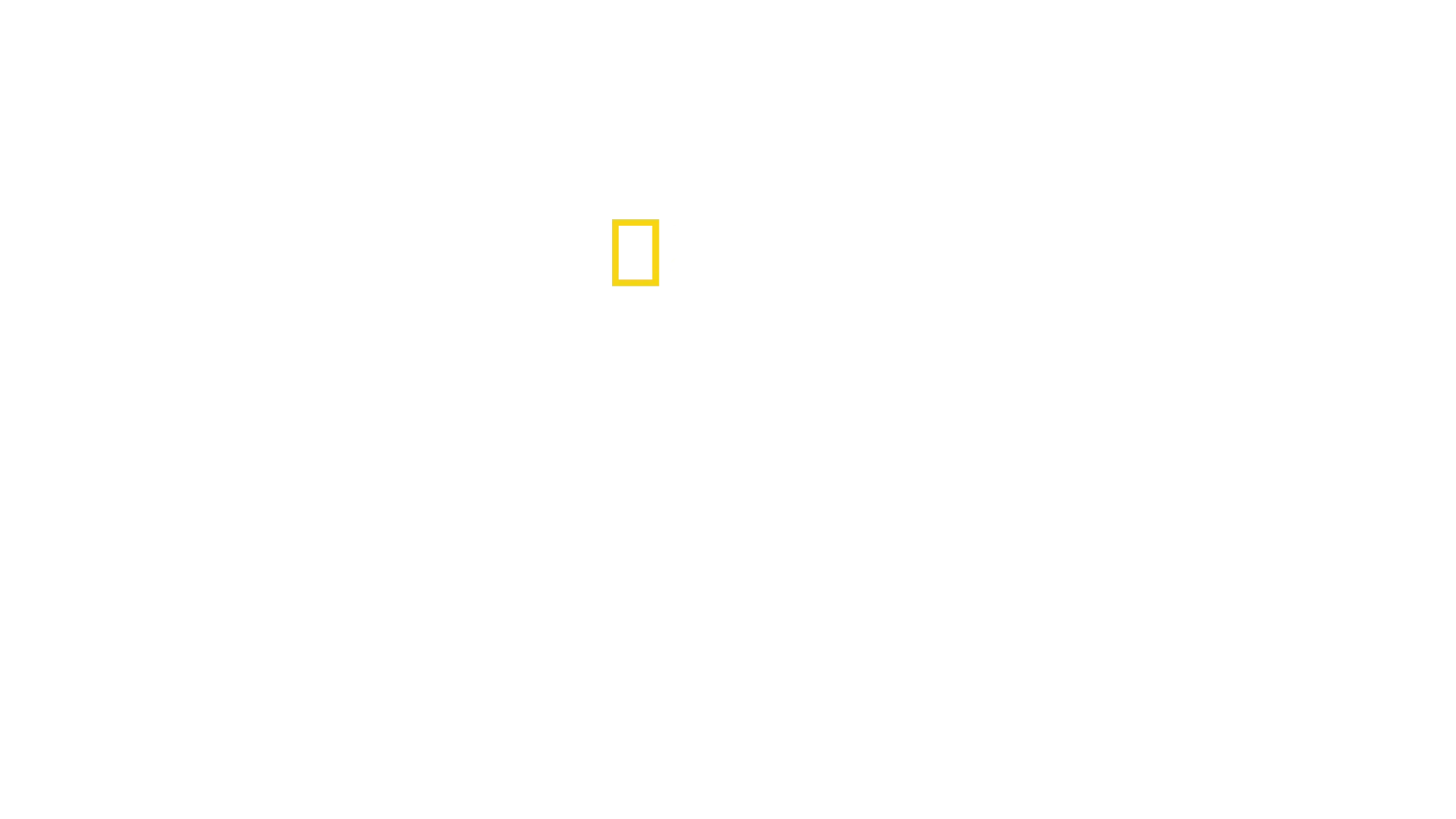 Secretele pinguinilor