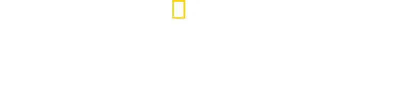 Secretele pinguinilor
