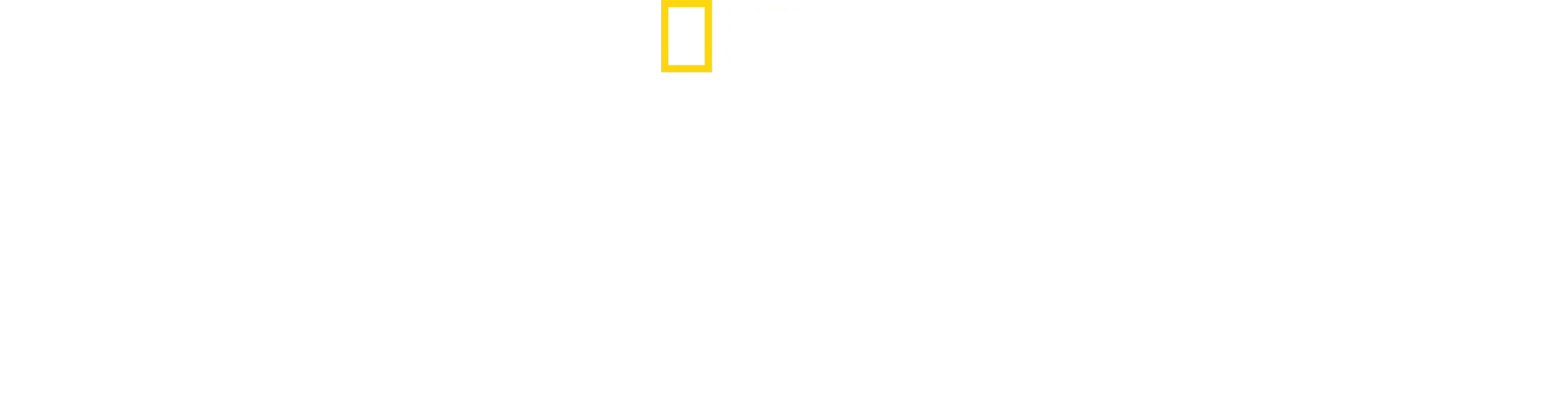 Secretele pinguinilor