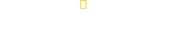 Penguenlerin Gizemli Dünyası