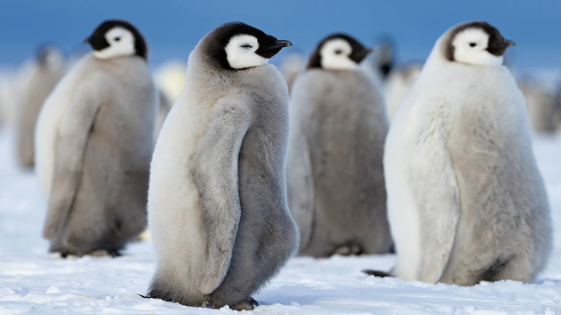 thumbnail - S1:E1 Heart of the Emperors