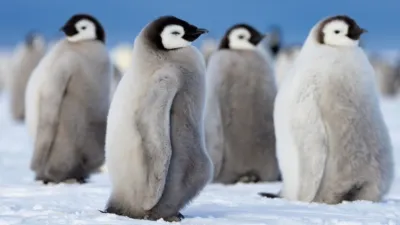 thumbnail - S1:E1 Heart of the Emperors