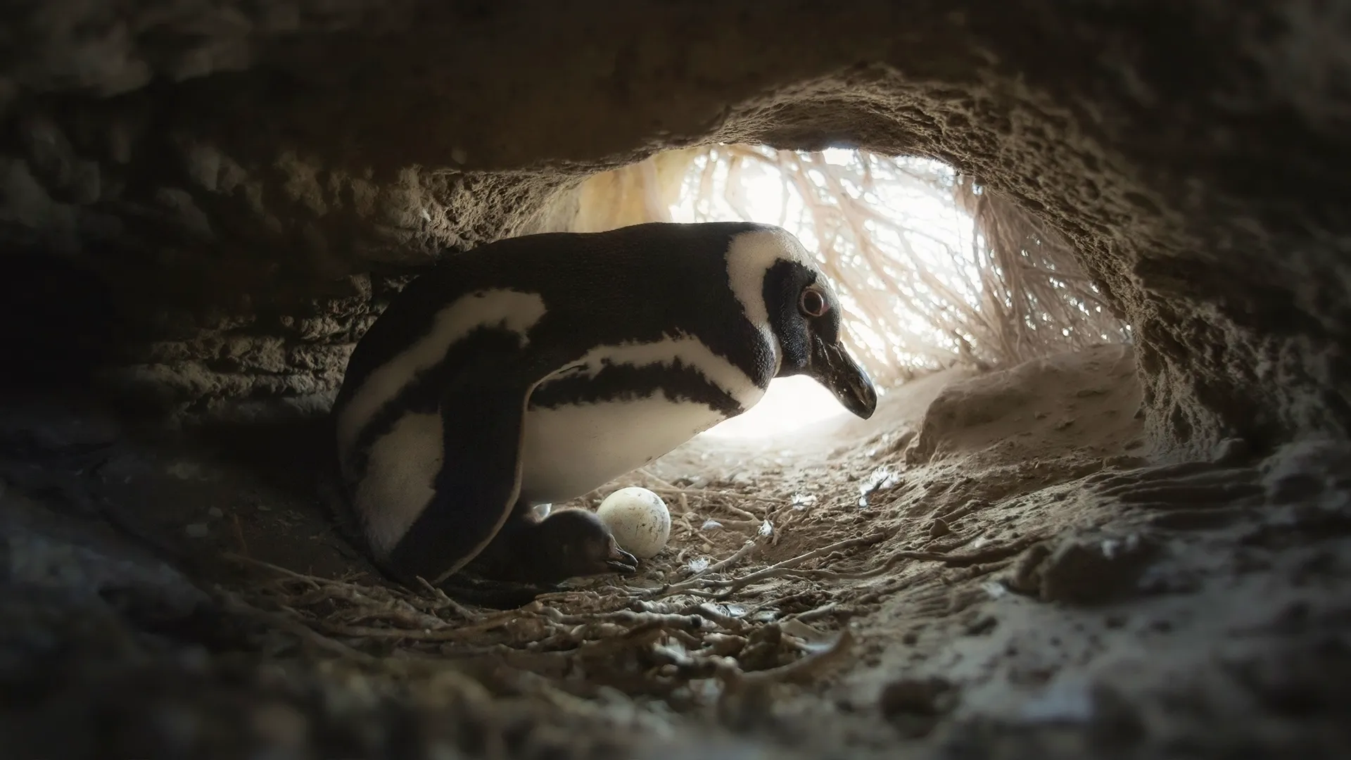 thumbnail - S1:E2 Survival of the Smartest