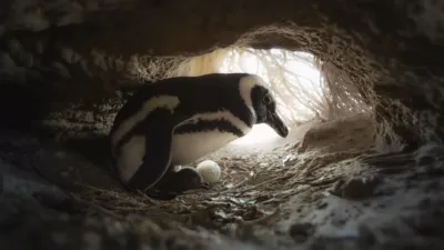 thumbnail - S1:E2 Survival of the Smartest