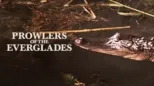 thumbnail - Prowlers of the Everglades