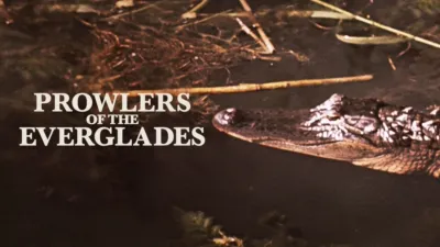 Prowlers of the Everglades