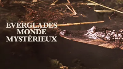 Everglades, monde mystérieux