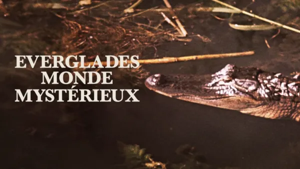 thumbnail - Everglades, monde mystérieux