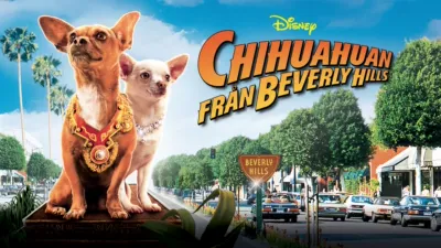 Chihuahuan Från Beverly Hills