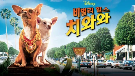 thumbnail - 비벌리힐스 치와와