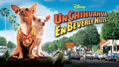 Un chihuahua en Beverly Hills
