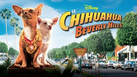 thumbnail - Le chihuahua de Beverly Hills