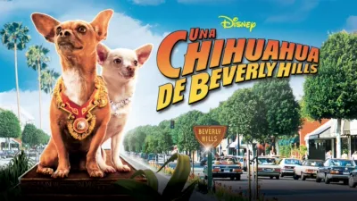 Una chihuahua de Beverly Hills