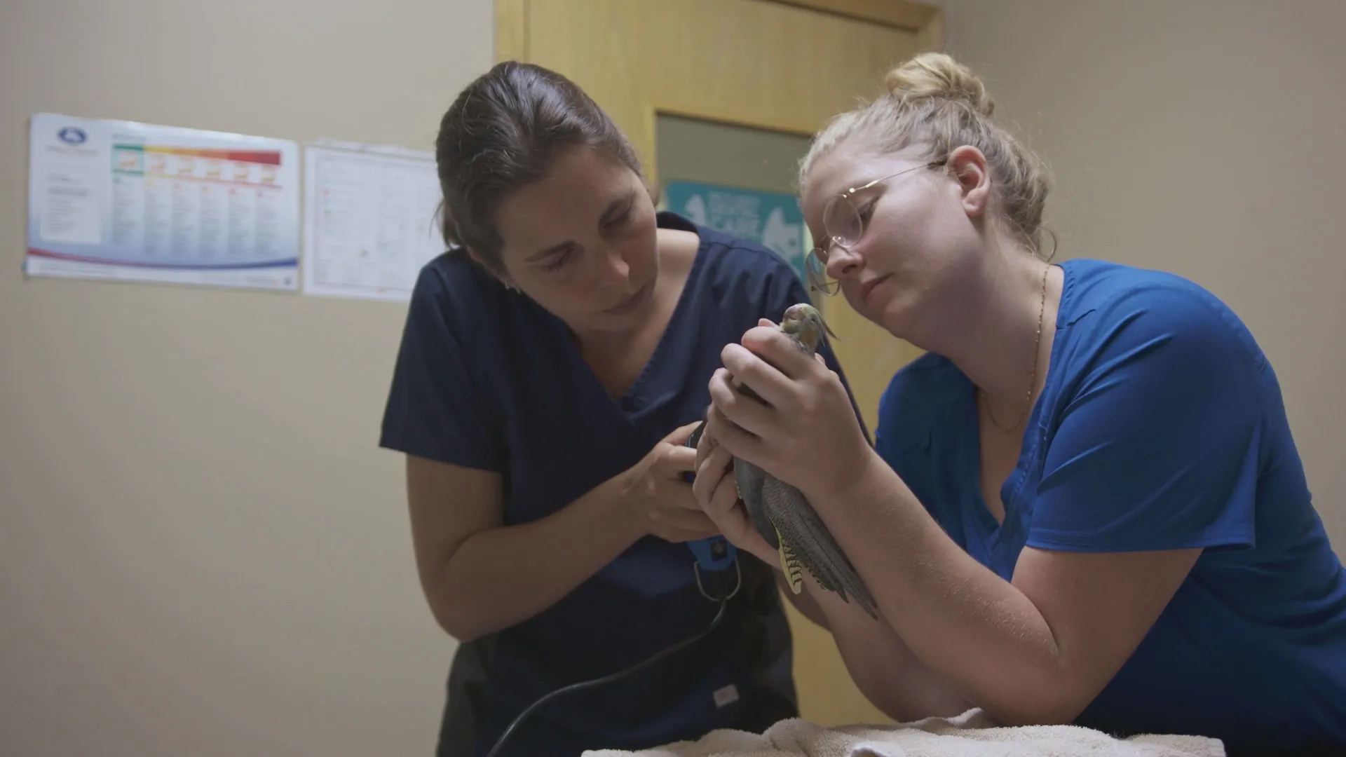 thumbnail - S2:E8 Farm Cat First Aid