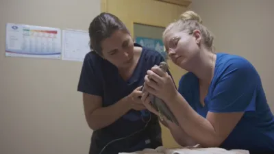 thumbnail - S2:E8 Farm Cat First Aid