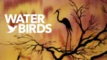 thumbnail - Water Birds