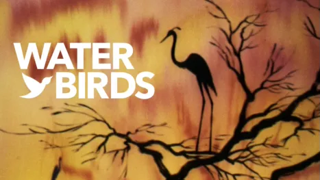 thumbnail - Water Birds