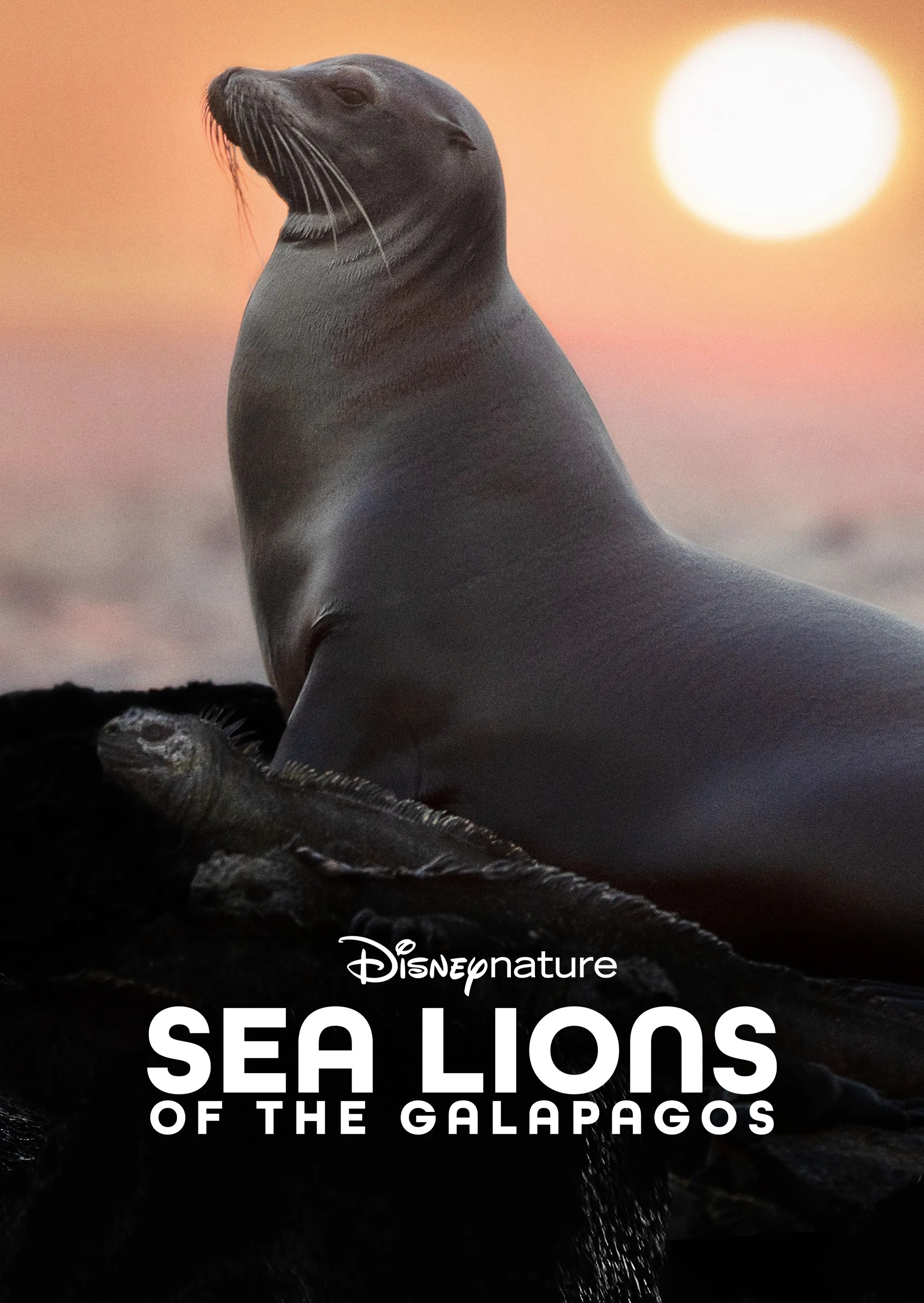 Sea Lions of the Galapagos