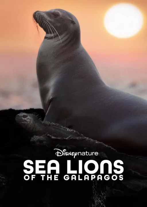 thumbnail - Sea Lions of the Galapagos