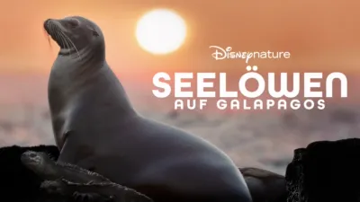 thumbnail - Seelöwen auf Galapagos