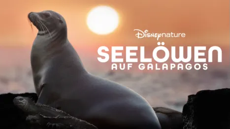 thumbnail - Seelöwen auf Galapagos