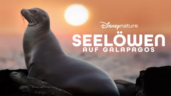 thumbnail - Seelöwen auf Galapagos